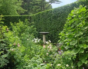 garden_hedge